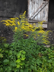 Solidago canadensis