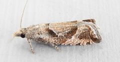 Pelochrista corosana