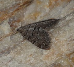 Thera cognata