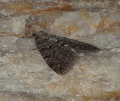 Thera cognata