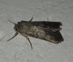 Agrotis simplonia
