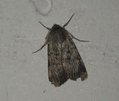 Agrotis simplonia