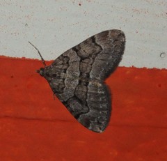 Thera cognata