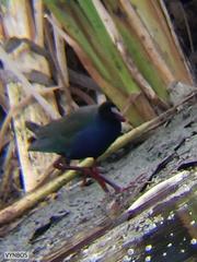 Porphyrio alleni