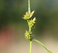 Carex viridula viridula