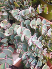 Hylotelephium sieboldii