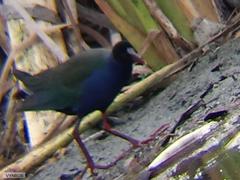 Porphyrio alleni