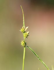 Carex viridula viridula