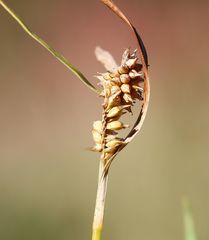 Carex viridula viridula
