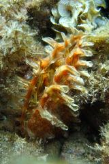 Pinna rudis