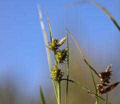 Carex viridula viridula