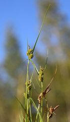 Carex viridula viridula