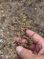 Artemisia arenaria