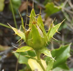 Berkheya spinosa