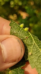 Celticecis acuminata