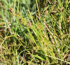 Carex viridula viridula