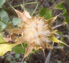 Berkheya spinosa