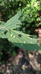 Celticecis acuminata