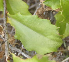 Berkheya spinosa