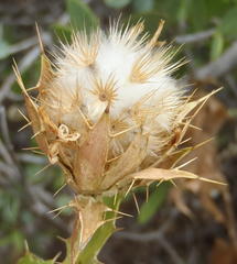 Berkheya spinosa