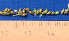 Carex viridula viridula