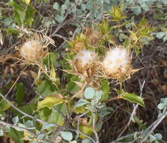 Berkheya spinosa