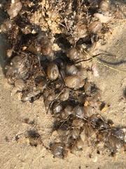 Molgulidae