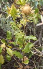 Berkheya spinosa