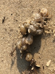 Molgulidae