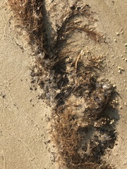 Molgulidae
