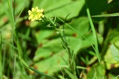Erysimum hieraciifolium