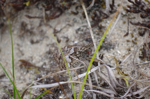 Hipparchia semele