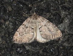 Thera cognata