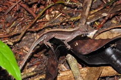Anolis wilsoni