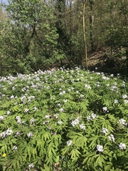 Cardamine heptaphylla