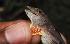 Anolis wilsoni