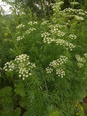 Conium maculatum