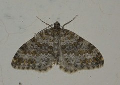 Entephria flavicinctata