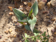 Colchicum eucomoides