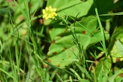 Erysimum hieraciifolium