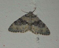 Entephria cyanata
