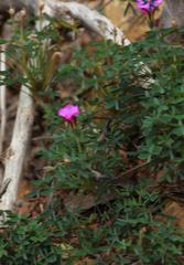 Oxalis heterophylla