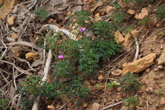 Oxalis heterophylla