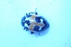 Hippodamia apicalis