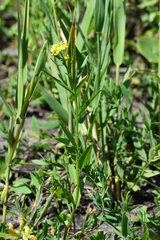 Erysimum hieraciifolium