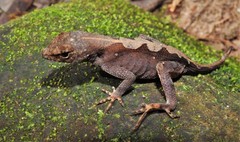 Anolis wilsoni