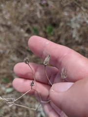 Crepis pulchra