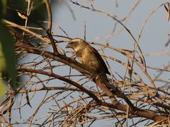 Passer melanurus vicinus