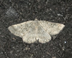 Gnophos obfuscata
