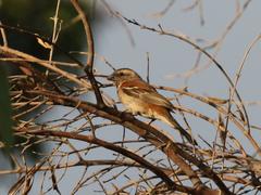 Passer melanurus vicinus